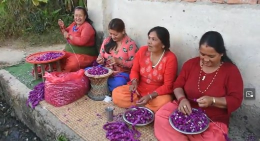 तिहार नजिकिँएसँगै फूल, माला व्यापारकोे तयारीमा व्यस्त हुन थाले गुण्डुका किसानहरु